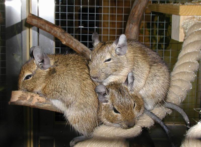 degus.jpg image